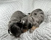 Micro bernedoodle, a female Miniature Bernedoodle for sale in Henderson, NV – Photo 3 of 7