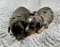 Micro bernedoodle, a female Miniature Bernedoodle for sale in Henderson, NV – Photo 2 of 7