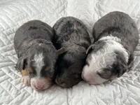 Micro bernedoodle, a female Miniature Bernedoodle for sale in Henderson, NV – Photo 1 of 7