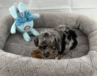 Pending-Firefly, a male Poodle - Toy  for sale in Henderson, NV – Photo 1 of 7