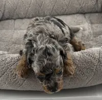 Pending-Firefly, a male Poodle - Toy  for sale in Henderson, NV – Photo 4 of 7