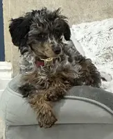 Pending-Firefly, a male Poodle - Toy  for sale in Henderson, NV – Photo 6 of 7