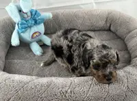 Pending-Firefly, a male Poodle - Toy  for sale in Henderson, NV – Photo 2 of 7