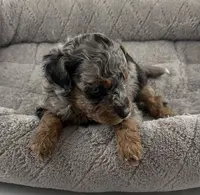 Pending-Firefly, a male Poodle - Toy  for sale in Henderson, NV – Photo 3 of 7