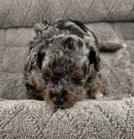 Pending-Firefly, a male Poodle - Toy  for sale in Henderson, NV – Photo 5 of 7