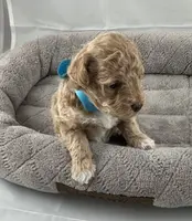 Dahlia, a female Poodle - Toy  for sale in Henderson, NV – Photo 2 of 8