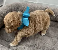 Dahlia, a female Poodle - Toy  for sale in Henderson, NV – Photo 1 of 8