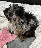 Dahlia, a female Poodle - Toy  for sale in Henderson, NV – Photo 7 of 8