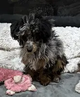 Dahlia, a female Poodle - Toy  for sale in Henderson, NV – Photo 8 of 8