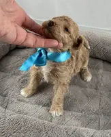 Dahlia, a female Poodle - Toy  for sale in Henderson, NV – Photo 3 of 8