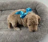 Dahlia, a female Poodle - Toy  for sale in Henderson, NV – Photo 4 of 8