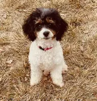 Dahlia, a female Poodle - Toy  for sale in Henderson, NV – Photo 6 of 8
