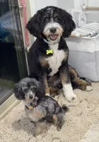 Jazz, a female Poodle - Toy  for sale in Henderson, NV – Photo 6 of 6