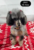 Jazz, a female Poodle - Toy  for sale in Henderson, NV – Photo 1 of 6