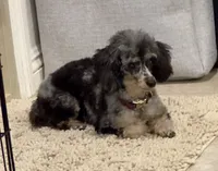 Jazz, a female Poodle - Toy  for sale in Henderson, NV – Photo 2 of 6