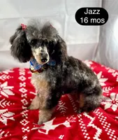 Jazz, a female Poodle - Toy  for sale in Henderson, NV – Photo 3 of 6