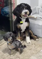 Jazz, a female Poodle - Toy  for sale in Henderson, NV – Photo 4 of 6