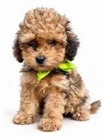 Miss Caroline, a female Miniature Bernedoodle and Miniature Aussiedoodle for sale in Paoli, IN – 2 of 2