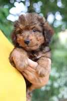 Mr.Winston, a male Miniature Bernedoodle and Miniature Aussiedoodle for sale in Paoli, IN – 3 of 3