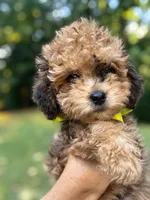 Miss Caroline, a female Miniature Bernedoodle and Miniature Aussiedoodle for sale in Paoli, IN – 1 of 2