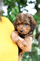 Mr.Winston, a male Miniature Bernedoodle and Miniature Aussiedoodle for sale in Paoli, IN – 2 of 3
