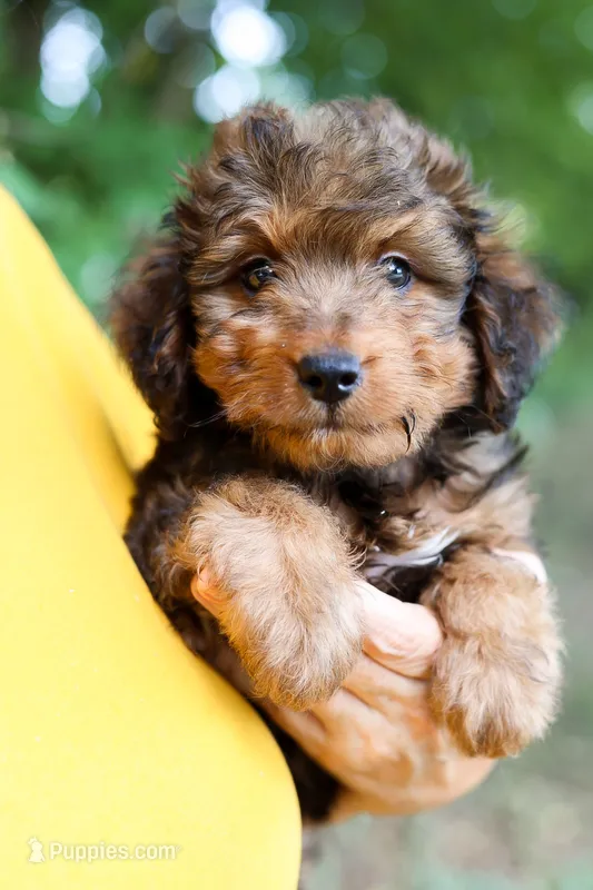 Mr.Winston – Miniature Bernedoodle, Miniature Aussiedoodle puppy for sale in Paoli, IN