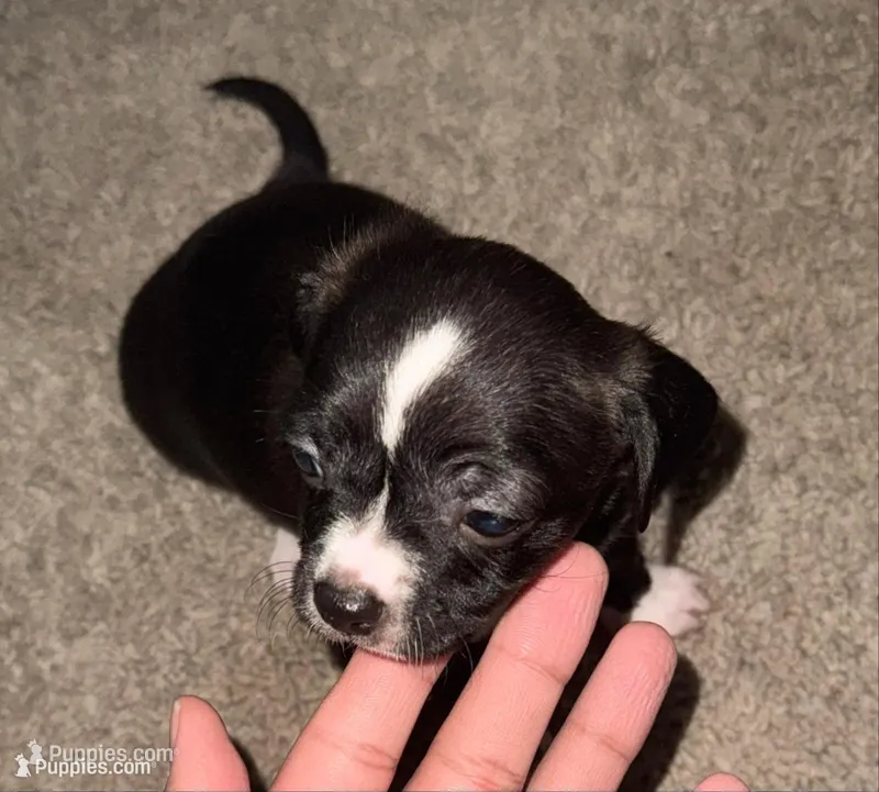 Chihuahua merle  – Chihuahua puppy for sale in Delaware City, DE