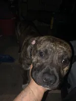 Cooper, a male Bullmastiff for sale in Oakdale, CA – Photo 2 of 3