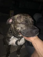 Cooper, a male Bullmastiff for sale in Oakdale, CA – Photo 3 of 3