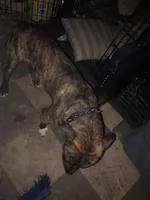 Cooper, a male Bullmastiff for sale in Oakdale, CA – Photo 1 of 3