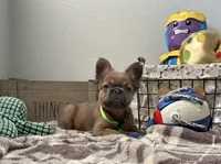 Alvin, a male French Bulldog for sale in Victorville, CA – Photo 2 of 4