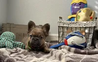 Alvin, a male French Bulldog for sale in Victorville, CA – Photo 3 of 4