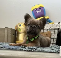 Alvin, a male French Bulldog for sale in Victorville, CA – Photo 4 of 4