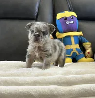 Bambam, a male French Bulldog for sale in Victorville, CA – Photo 1 of 4