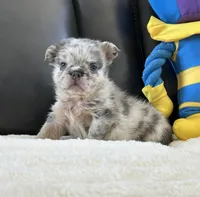 Bambam, a male French Bulldog for sale in Victorville, CA – Photo 4 of 4