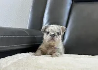 Bambam, a male French Bulldog for sale in Victorville, CA – Photo 3 of 4