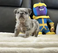 Bambam, a male French Bulldog for sale in Victorville, CA – Photo 2 of 4