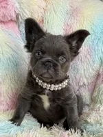 Lacy, a female French Bulldog for sale in Victorville, CA – Photo 1 of 2