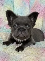 Lacy, a female French Bulldog for sale in Victorville, CA – Photo 2 of 2
