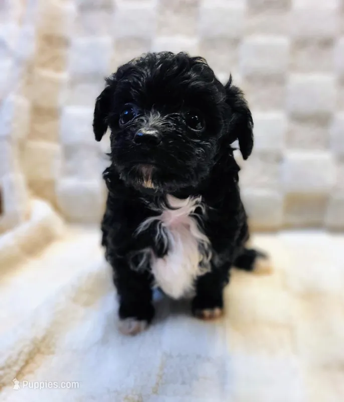 Sammy – Poodle - Toy  puppy for sale in Cheyenne, WY