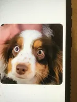 Pg1, a female Pembroke Welsh Corgi and Toy Australian Shepherd for sale in Cheyenne, WY – Photo 3 of 3