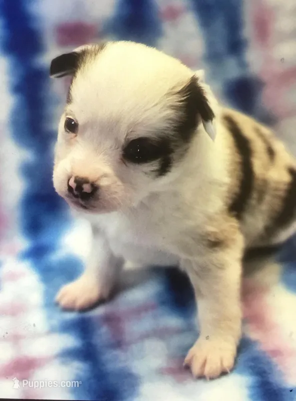 Pg1 – Pembroke Welsh Corgi, Toy Australian Shepherd puppy for sale in Cheyenne, WY