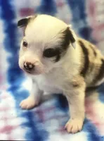 Pg1, a female Pembroke Welsh Corgi and Toy Australian Shepherd for sale in Cheyenne, WY – Photo 1 of 3