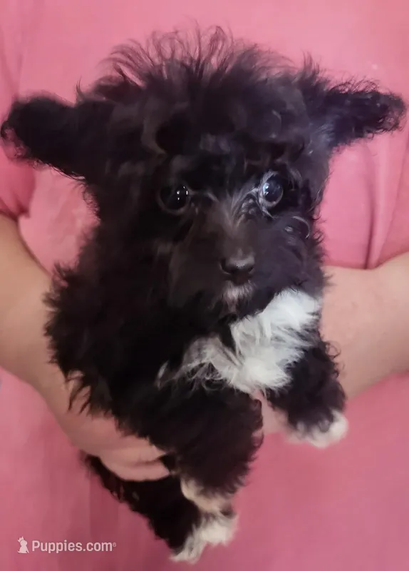 Sammy – Poodle - Toy  puppy for sale in Cheyenne, WY