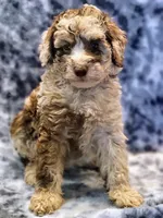 Adam, a male Poodle - Miniature  for sale in Cheyenne, WY – 1 of 1