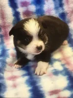 P1, a male Pembroke Welsh Corgi and Toy Australian Shepherd for sale in Cheyenne, WY – Photo 1 of 3