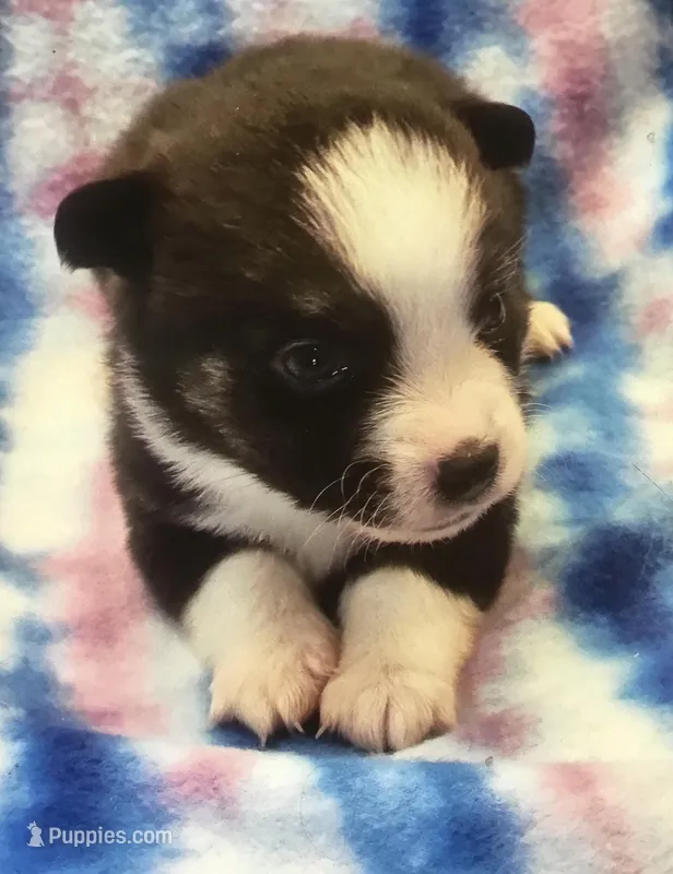 P3 – Pembroke Welsh Corgi, Toy Australian Shepherd puppy for sale in Cheyenne, WY