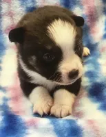 P3, a male Pembroke Welsh Corgi and Toy Australian Shepherd for sale in Cheyenne, WY – Photo 1 of 3