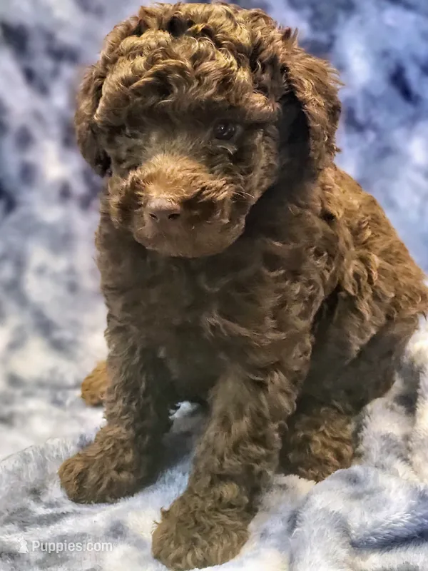 cocoa – Poodle - Miniature  puppy for sale in Cheyenne, WY