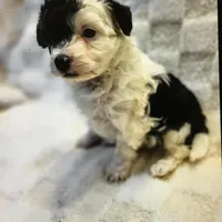 2, a male Miniature Aussiedoodle for sale in Cheyenne, WY – Photo 2 of 2